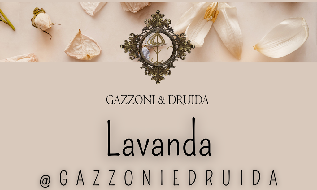 Lavanda